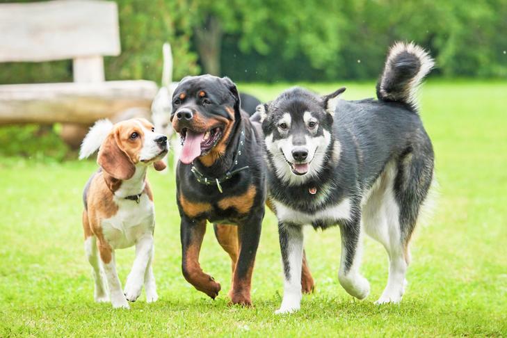 experts advise welsh government to establish dog free zones to address racial discrimination concerns 1