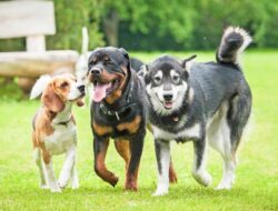 Experts advise Welsh government to establish dog-free zones to address racial discrimination concerns