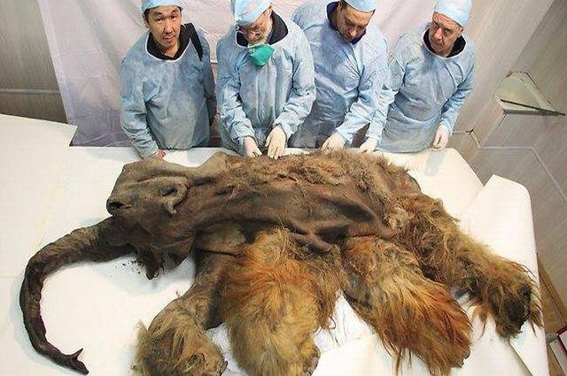 scientists examine exceptionally rare 35000 year old frozen saber toothed cub remains 1