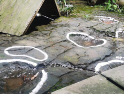 “166-Million-Year-Old ‘Dinosaur Highway’ Footprints Unearthed in England”