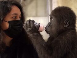 Rescued Baby Gorilla from Plane Cargo Recuperating at Turkish Zoo