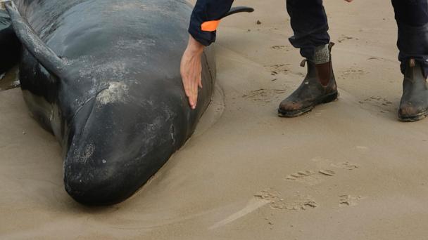 experts lose hope for 157 stranded false killer whales on remote australian beach 1