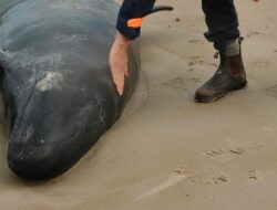 Experts Lose Hope for 157 Stranded False Killer Whales on Remote Australian Beach