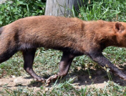 Rare Wildlife Sighting Captured on Camera in Poland
