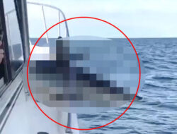 Shark Jumps from Ocean onto Fishing Boat, Stunning Passengers