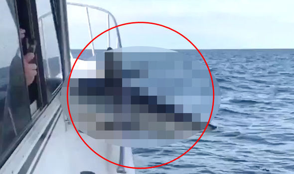 Shark Jumps from Ocean onto Fishing Boat, Stunning Passengers
