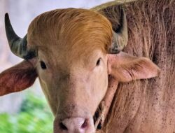 Albino Buffalo Named ‘Donald Trump’ Becomes Sensation at Bangladesh National Zoo for Blond Hair