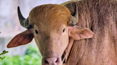 Albino Buffalo Named 'Donald Trump' Becomes Sensation at Bangladesh National Zoo for Blond Hair