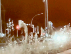 Fireworks Spark Mass Horse Stampede Through Rome, Injuring Several Soldiers