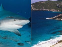 Spearfisherman Killed by Suspected 15-Foot Shark in Third Fatal Attack This Month