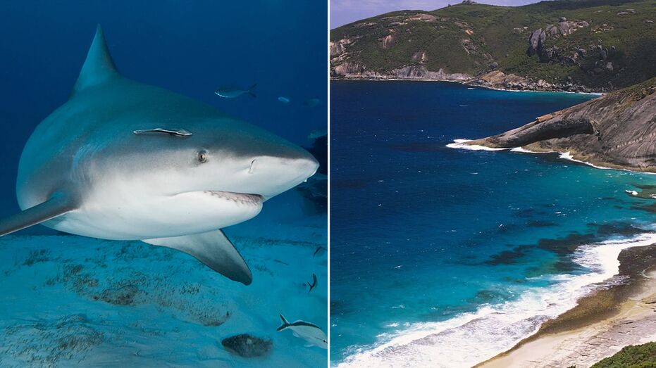 Spearfisherman Killed by Suspected 15-Foot Shark in Third Fatal Attack This Month